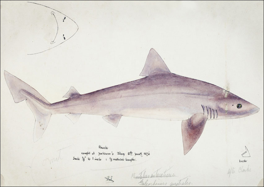 Antique fish Requiem shark, F. E. Clarke - plakat 70x50 cm
