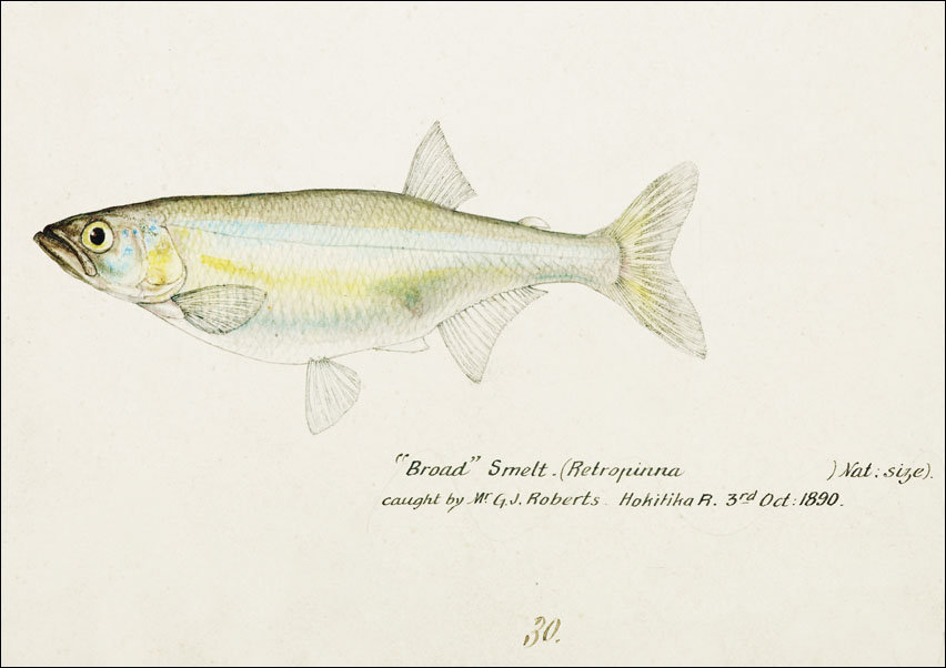 Antique fish Retropinna Retropinna, F. E. Clarke - plakat 70x50 cm