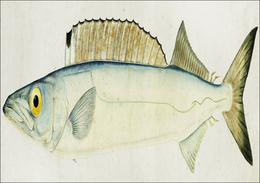 Antique fish Rexea furcifera Waite, F. E. Clarke - plakat 50x40 cm
