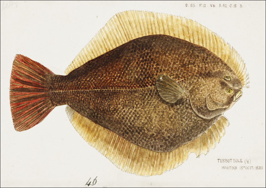 Antique fish Rhombosolea leporina, F. E. Clarke - plakat 70x50 cm