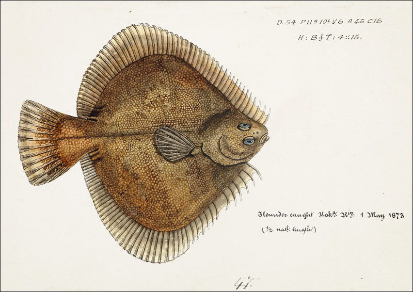 Antique fish Rhombosolea plebeia, F. E. Clarke - plakat 50x40 cm