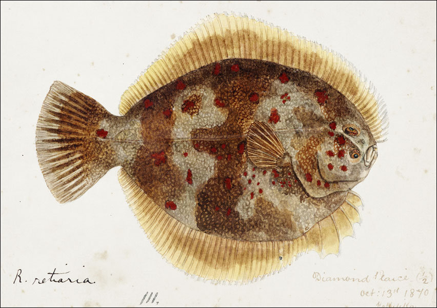 Antique fish Rhombosolea retiaria, F. E. Clarke - plakat 29,7x21 cm