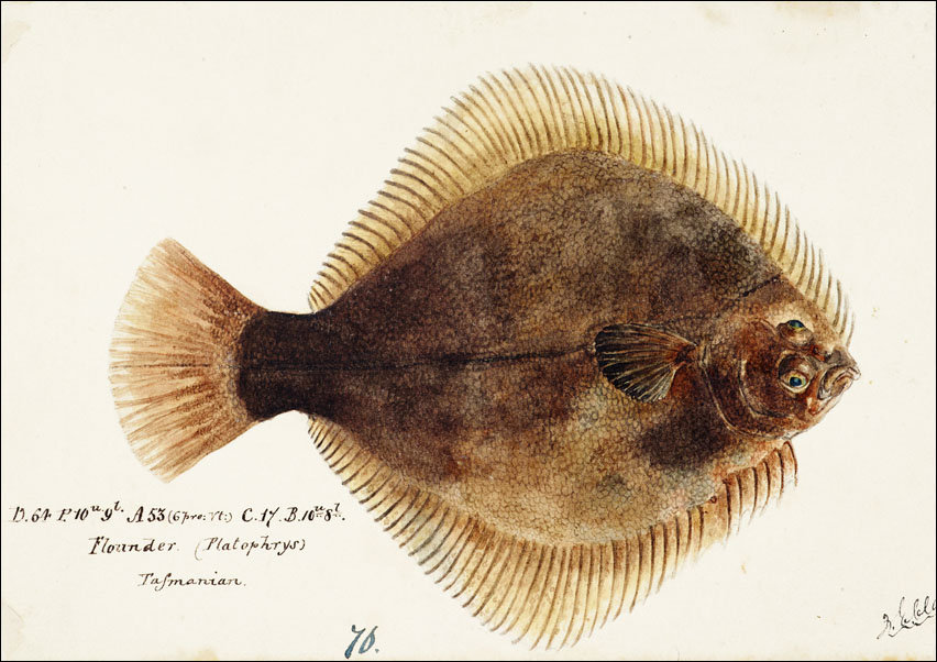 Antique fish Rhombosolea tapirina : greenback flounder, F. E. Clarke - plakat 40x30 cm