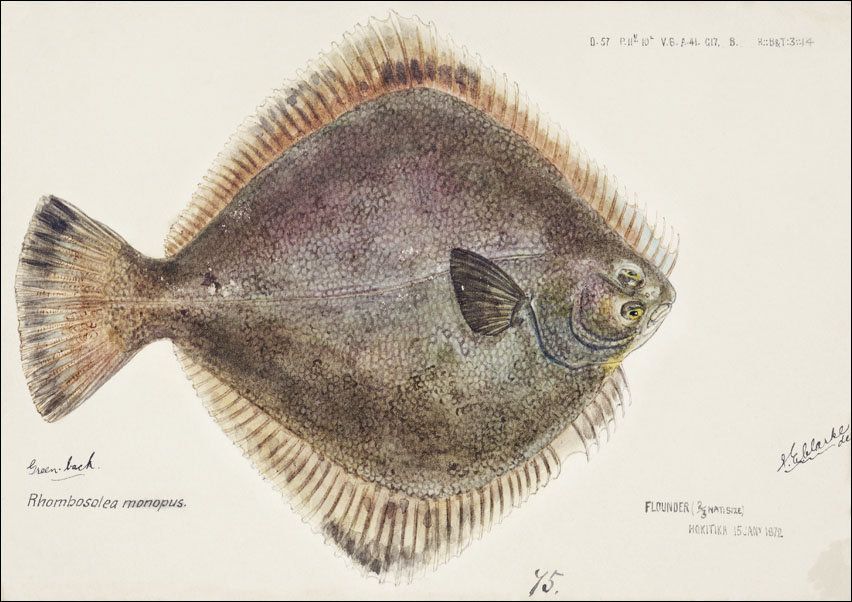 Antique fish Rhombosolea tapirina, F. E. Clarke - plakat 100x70 cm