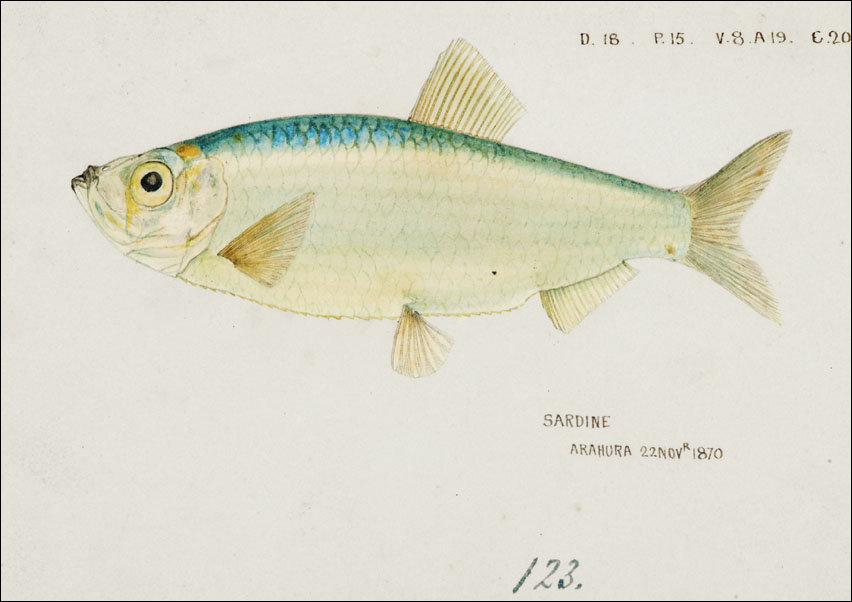 Antique fish Sardine , F. E. Clarke - plakat 100x70 cm