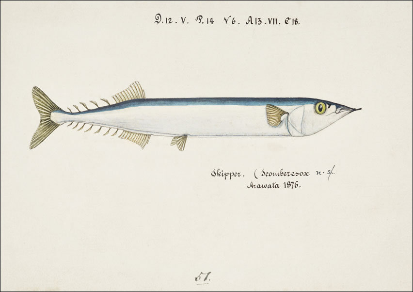 Antique fish Scomberesox Saurus, F. E. Clarke - plakat 50x40 cm