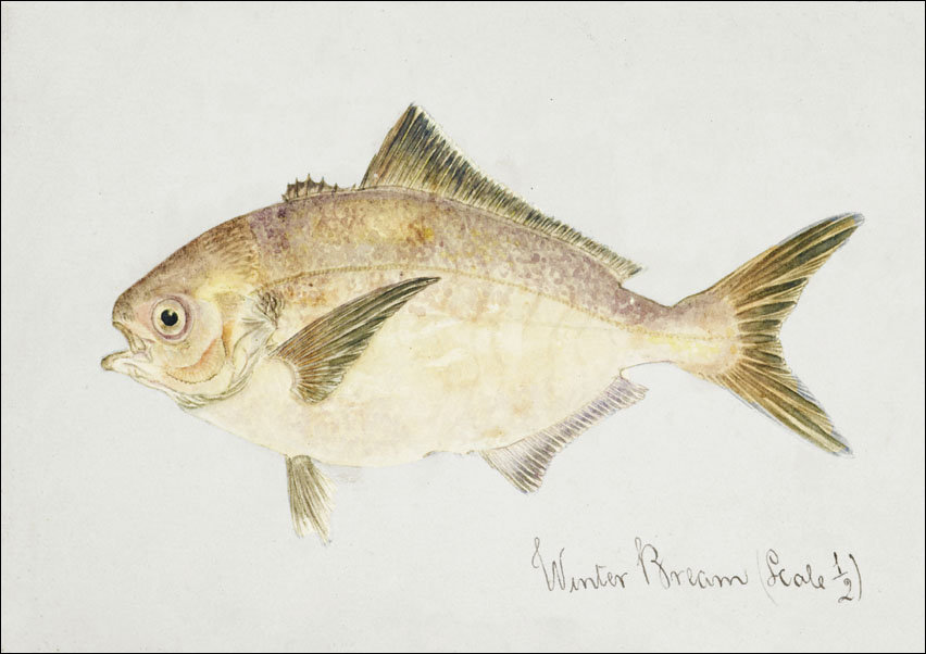 Antique fish seriolella punctata silver warehou, F. E. Clarke - plakat 100x70 cm