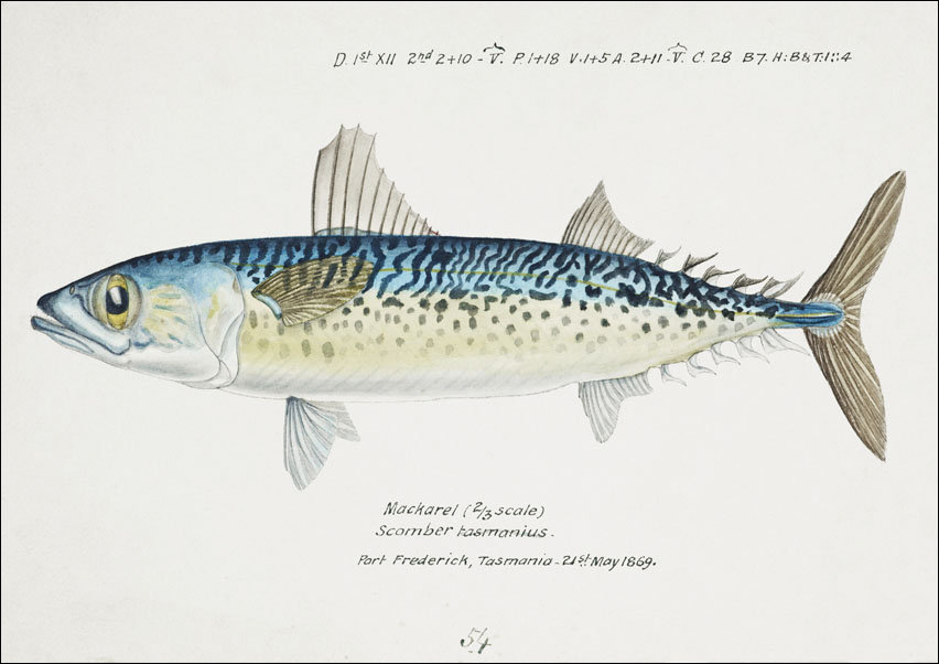 Antique fish scomber australasicus blue mackerel, F. E. Clarke - plakat 50x40 cm