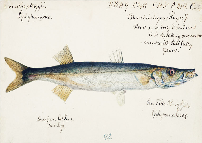 Antique fish Sphyraena novaehollandiae, F. E. Clarke - plakat 50x40 cm