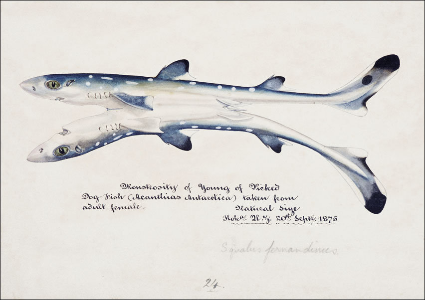 Antique fish Spotted spiny Dogfish, F. E. Clarke - plakat 100x70 cm