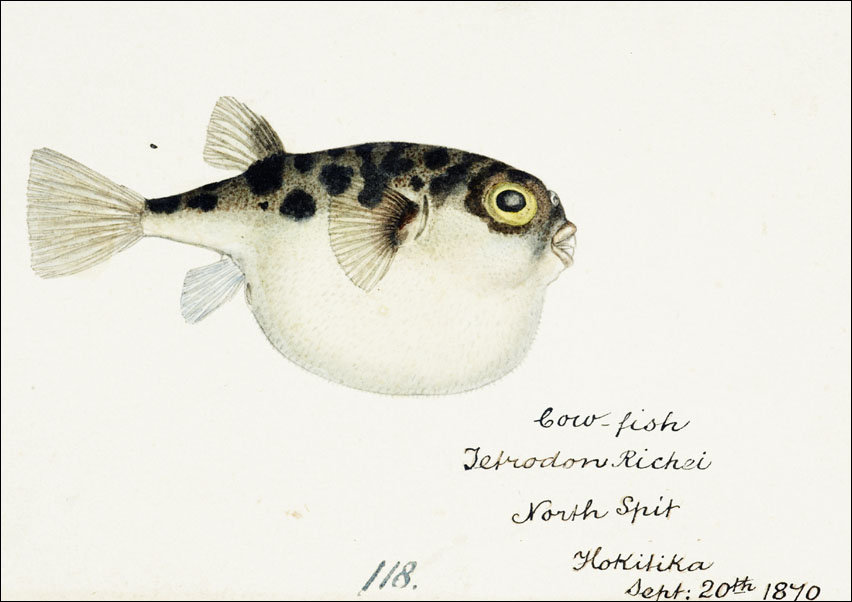 Antique fish Tetraodon gillbanksii, F. E. Clarke - plakat 42x29,7 cm