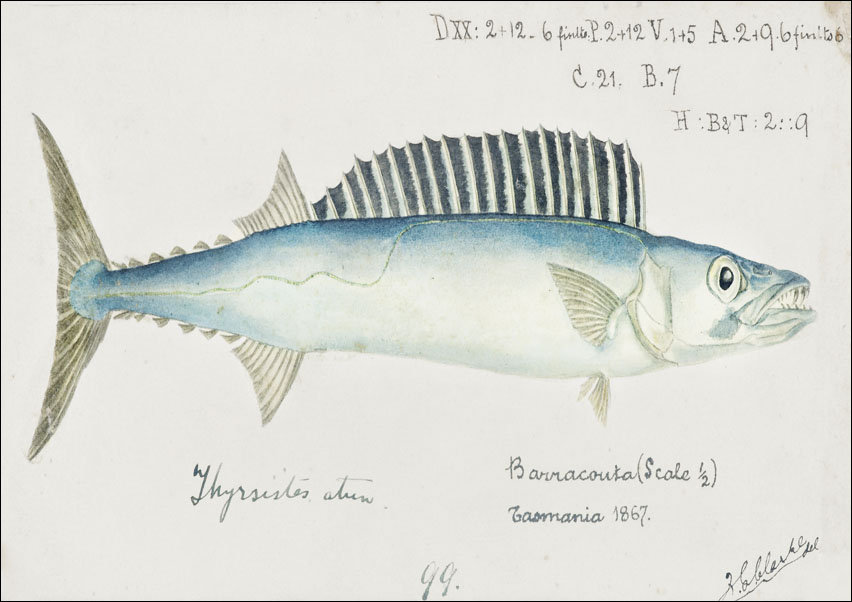 Antique fish thyrsites atun barracouta, F. E. Clarke - plakat 70x50 cm