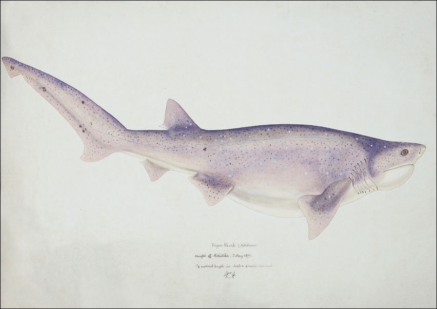 Antique fish Tiger Shark, F. E. Clarke - plakat 84,1x59,4 cm