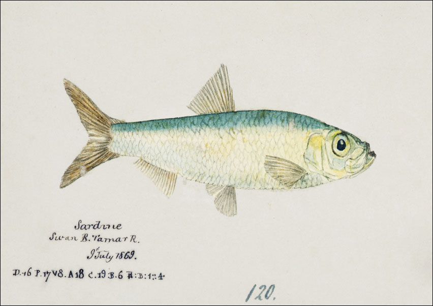 Antique fish sardinops neopilchardus pilchard, F. E. Clarke - plakat 100x70 cm