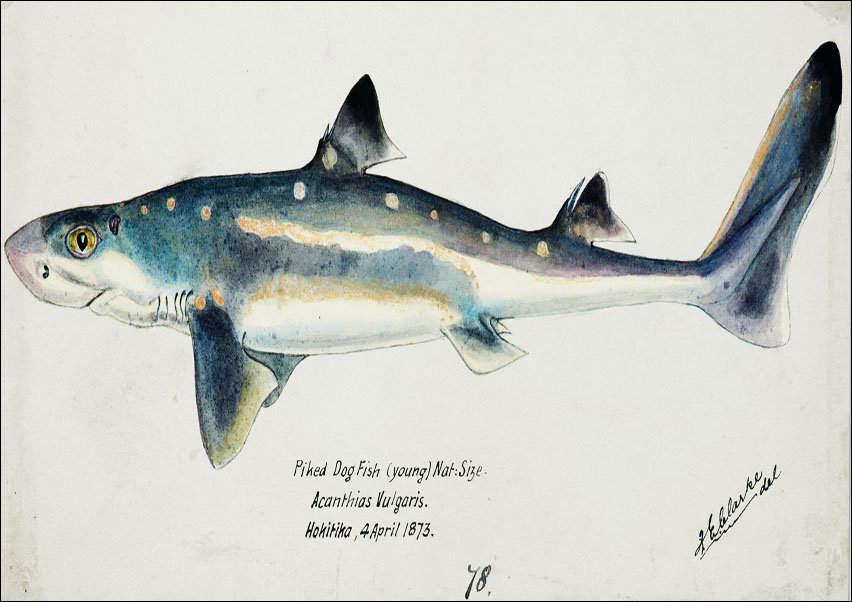 Antique fish Squalus acanthias, F. E. Clarke - plakat 100x70 cm