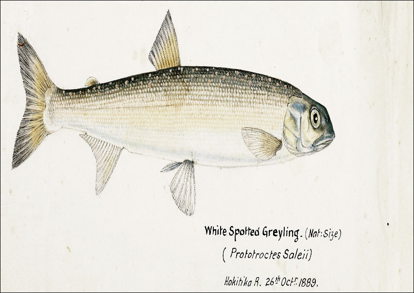 Antique fish White Spotted Greyling, F. E. Clarke - plakat 70x50 cm