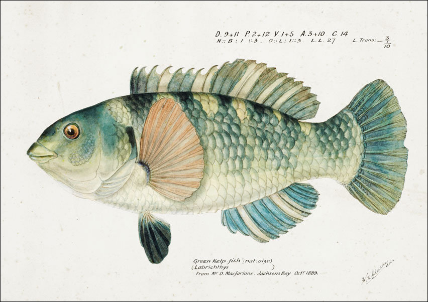 Antique fish Wrasse, F. E. Clarke - plakat 50x40 cm