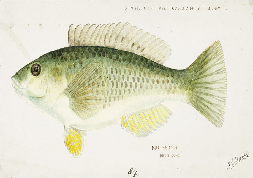 Antique fish Wrasse, F. E. Clarke - plakat 70x50 cm