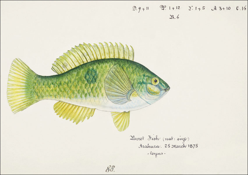 Antique fish Wrasse, F. E. Clarke - plakat 70x50 cm