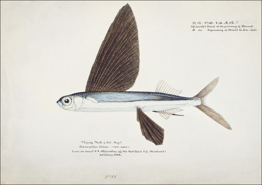Antique Flyfish, F. E. Clarke - plakat 40x30 cm