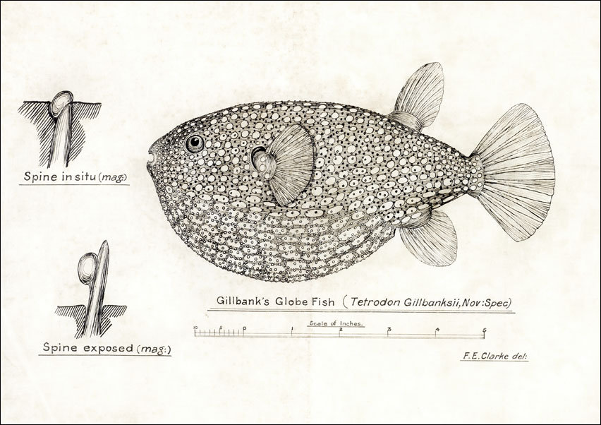Antique Gillbanks Globe fish, F. E. Clarke - plakat 50x40 cm