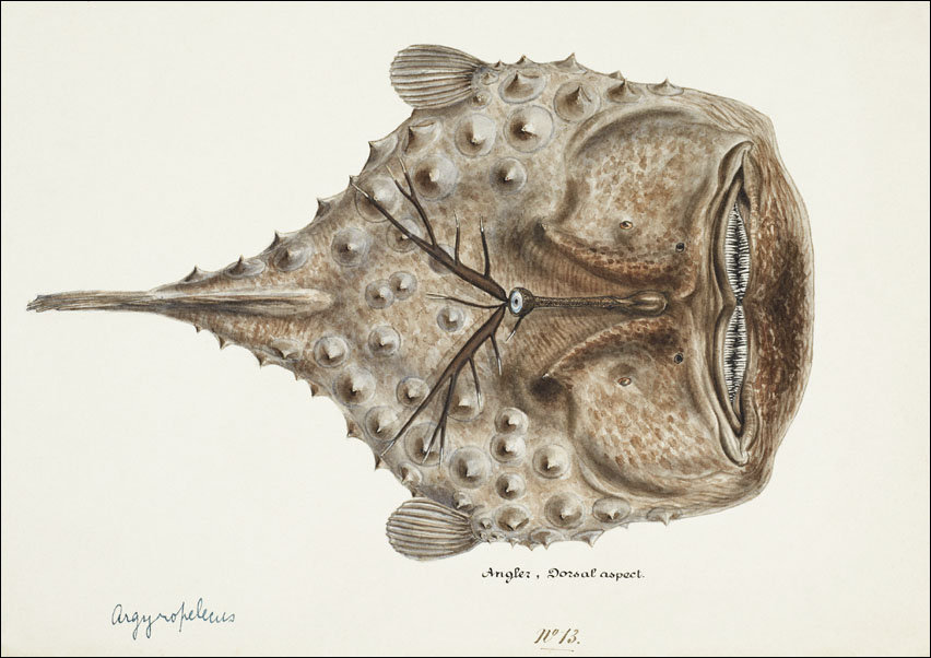 Antique Prickly anglerfish, F. E. Clarke - plakat 100x70 cm