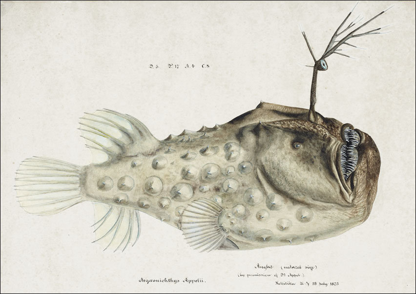 Antique Prickly anglerfish, F. E. Clarke - plakat 40x30 cm