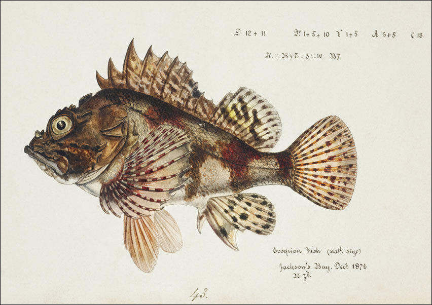Antique Red Scorpion fish, F. E. Clarke - plakat 42x29,7 cm