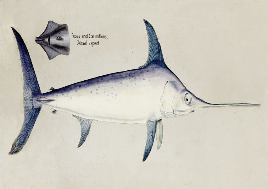 Antique Sword fish, F. E. Clarke - plakat 70x50 cm