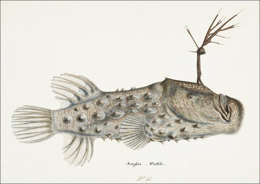 Antique Prickly anglerfish, F. E. Clarke - plakat 70x50 cm