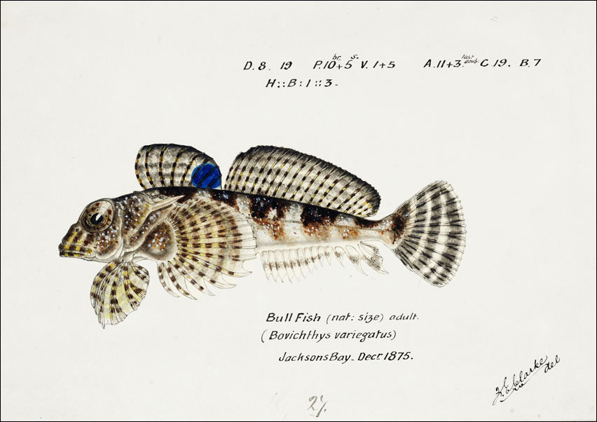 Antique Thornfish, F. E. Clarke - plakat 100x70 cm
