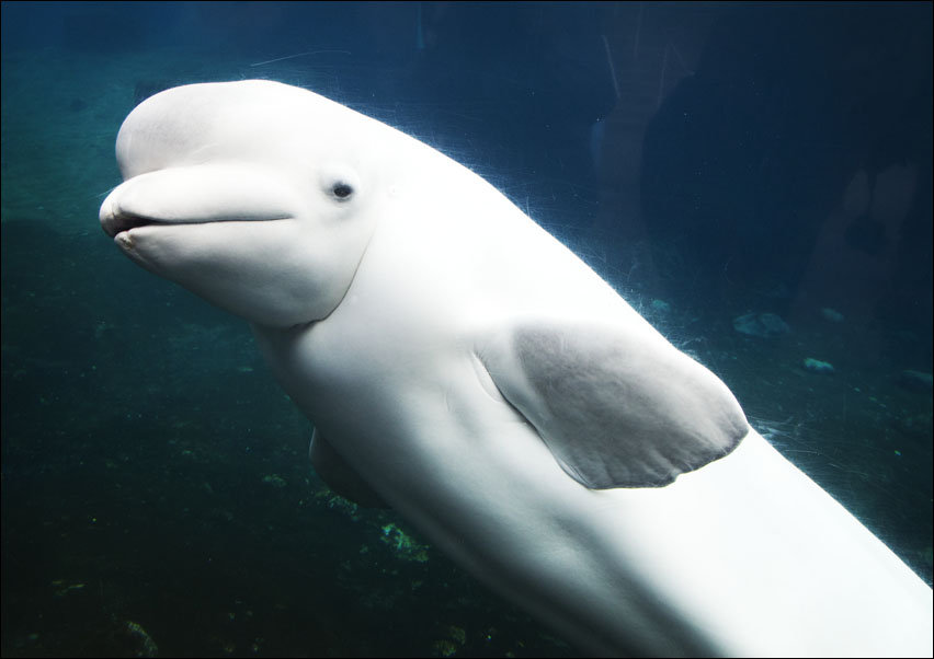Baluga Whales at Mystic Aquarium, Carol Highsmith - plakat 50x40 cm