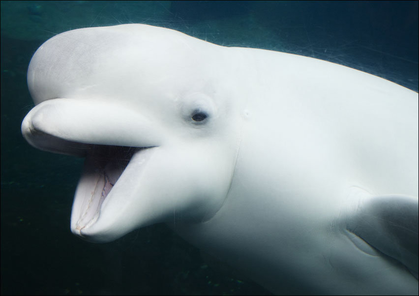 Baluga Whales at Mystic Aquarium., Carol Highsmith - plakat 100x70 cm