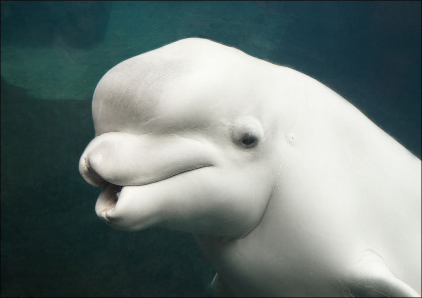 Belua whale in an aquarium., Carol Highsmith - plakat 100x70 cm