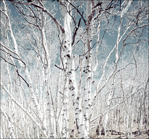 Birch trees in Utah high country, Carol Highsmith - plakat 40x40 cm