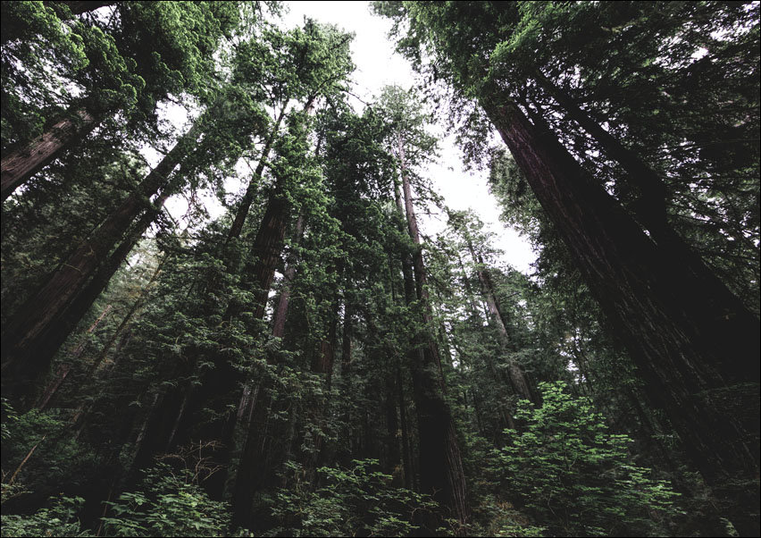 Bottom up view of tall trees at Redwood National and State Parks, United States, Northern California., Carol Highsmith - plakat 80x60 cm