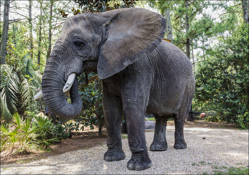 Bubbles the 9,000-pound African elephant at Myrtle Beach Safari program, South Carolina., Carol Highsmith - plakat 50x40 cm