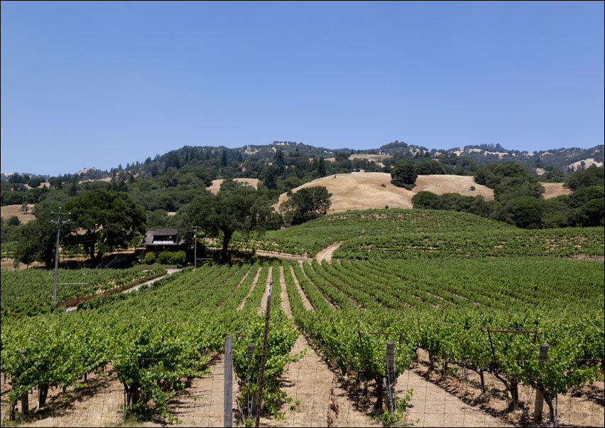 California Vineyards., Carol Highsmith - plakat 100x70 cm