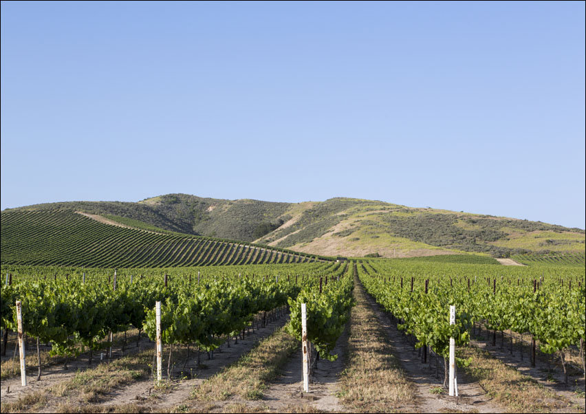 California vineyards., Carol Highsmith - plakat 100x70 cm