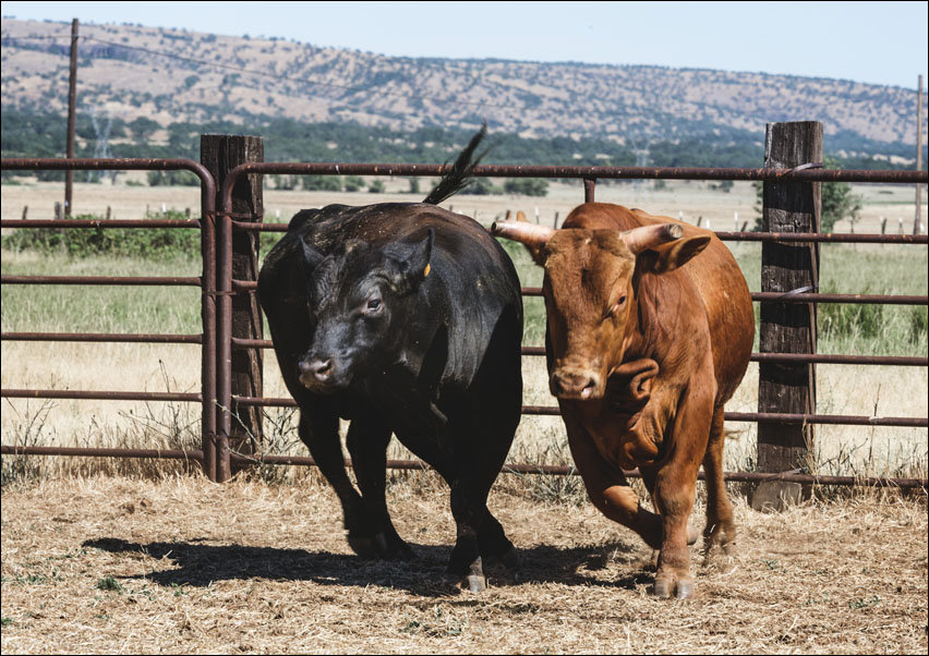 Cattle at Dye Creek Ranch near Red Bluff, California., Carol Highsmith - plakat 70x50 cm