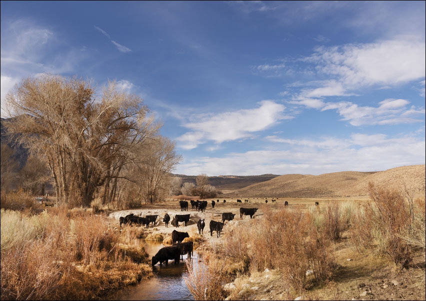 Cattle grazing, Carol Highsmith - plakat 91,5x61 cm