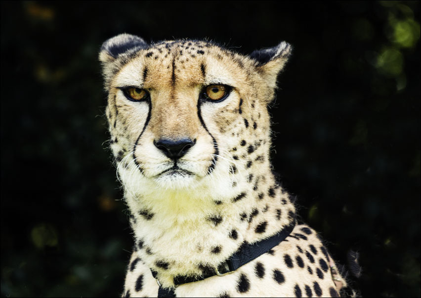 Cheetah at Myrtle Beach Zoo, Carol Highsmith - plakat 80x60 cm