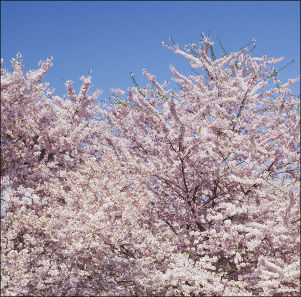 Cherry blossoms, Carol Highsmith - plakat 40x40 cm