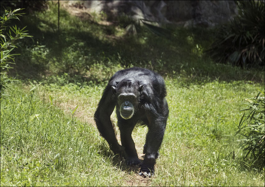 Chimpanzee at the North Carolina Zoological Park in Asheboro, North Carolina, Carol Highsmith - plakat 40x30 cm