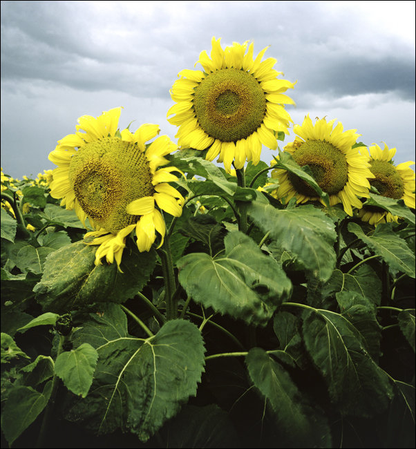 Christmas tree in Capitol Hill., Carol Highsmith - plakat 30x40 cm