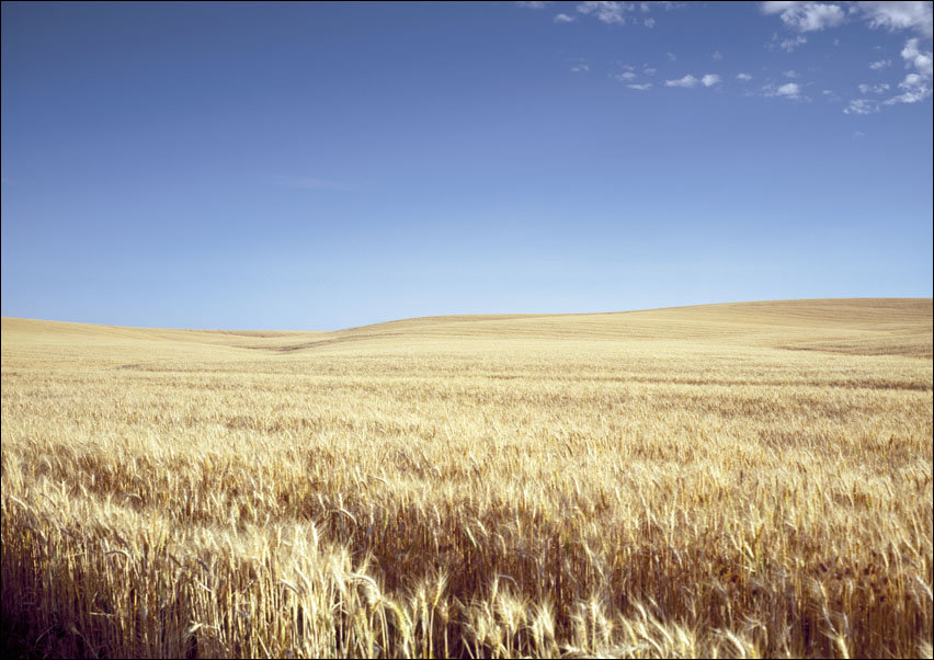 Classic Kansas field of waving wheat., Carol Highsmith - plakat 50x40 cm