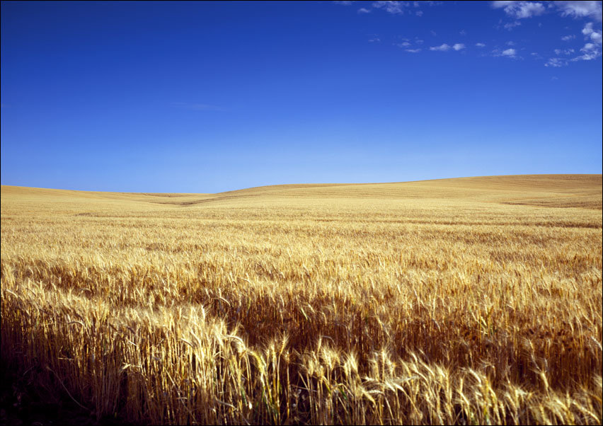 Classic Kansas field of waving wheat., Carol Highsmith - plakat 70x50 cm
