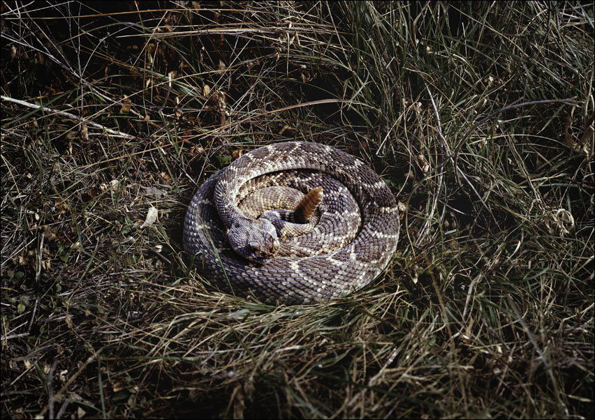 Coiled rattlesnake in brush outside San Marcos, Texas., Carol Highsmith - plakat 70x50 cm