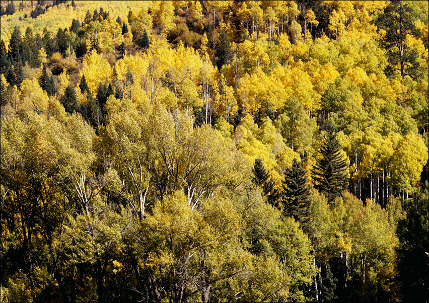 Colorado Aspens., Carol Highsmith - plakat 80x60 cm