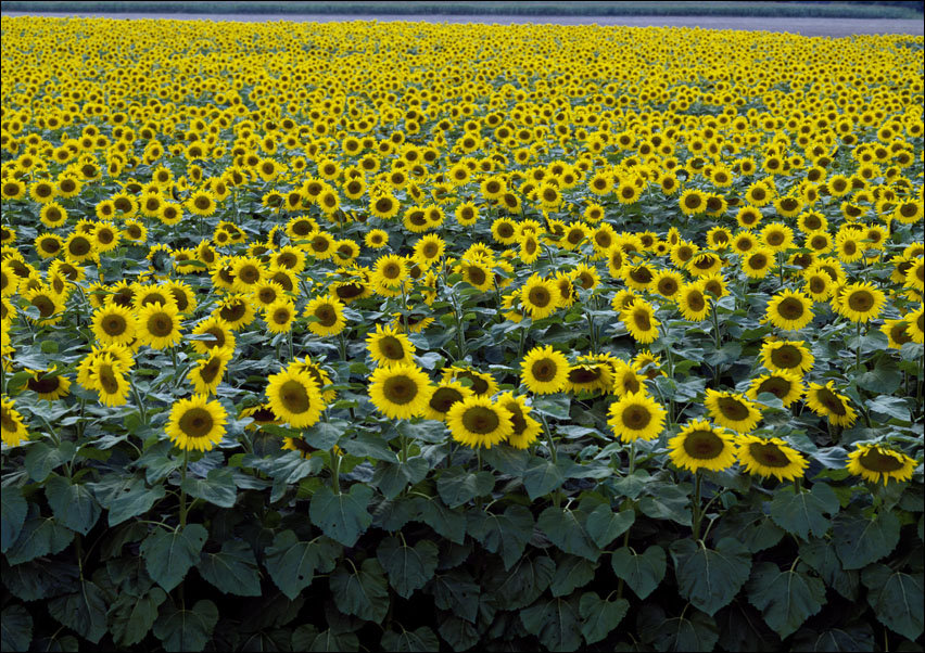 Colorful field of sunflowers near Beloit, Carol Highsmith - plakat 50x40 cm